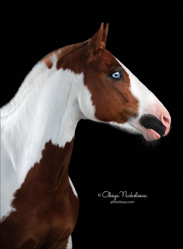 Blue-eyed handsome pony named Las Vegas